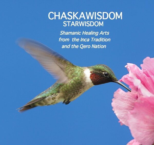 Male Ruby-throated Hummingbird (archilochus colubris) in flight with a Hibiscus flower